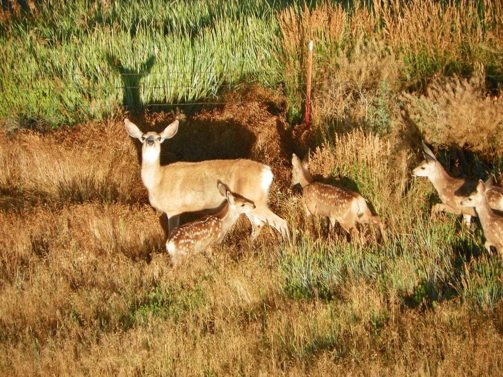 Elk Run Inn Craig Εξωτερικό φωτογραφία